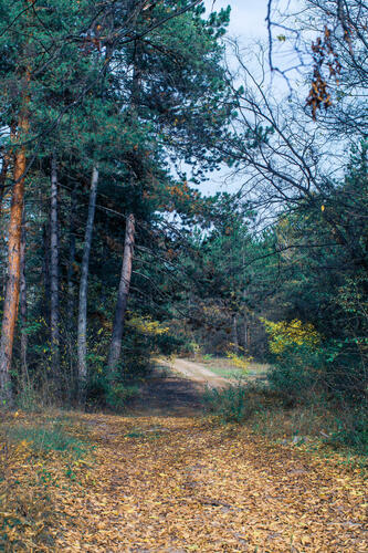 Forest road